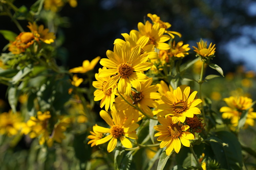 Helianthus grosseserratus (sawtooth sunflower) (alternate view 4)