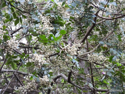Rhus virens (evergreen sumac)