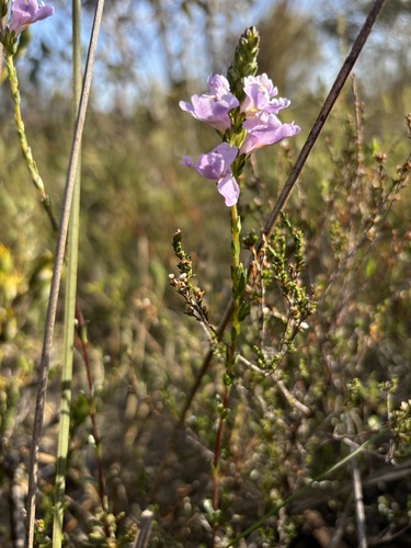 Euphrasia collina (purple eyebright) (alternate view 5)