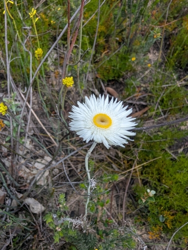 Chrysocephalum baxteri (Fringed Everlasting) (alternate view 3)