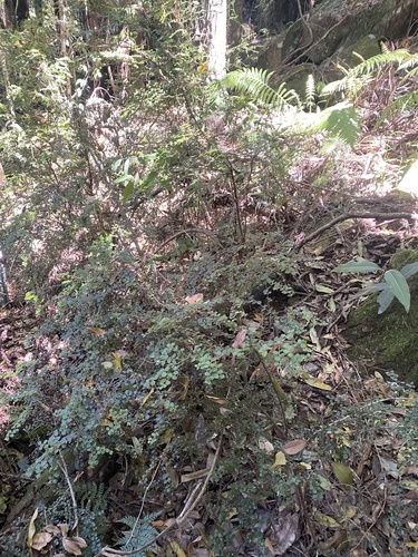 Pittosporum multiflorum (orange thorn) (alternate view 5)