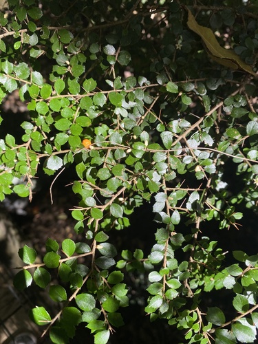 Pittosporum multiflorum (orange thorn) (alternate view 4)