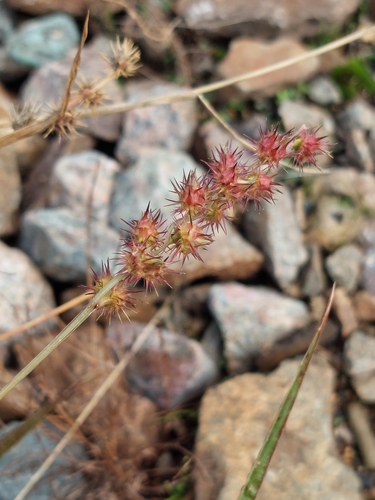 Cenchrus (sandburs and fountain grasses)