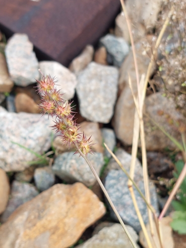 Cenchrus (sandburs and fountain grasses) (alternate view 2)
