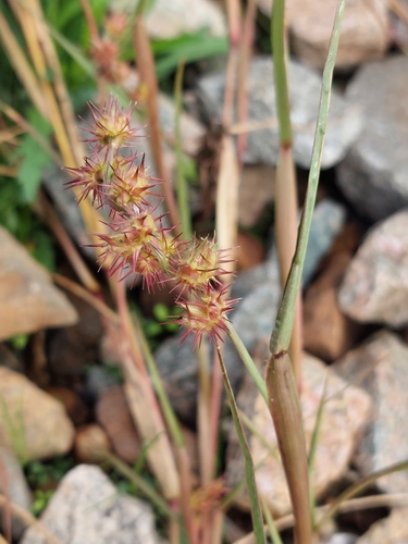 Cenchrus (sandburs and fountain grasses) (alternate view 3)