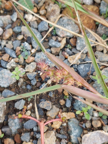 Cenchrus (sandburs and fountain grasses) (alternate view 4)