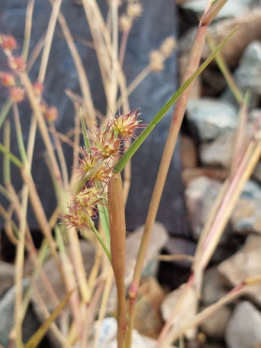 Cenchrus (sandburs and fountain grasses) (alternate view 5)