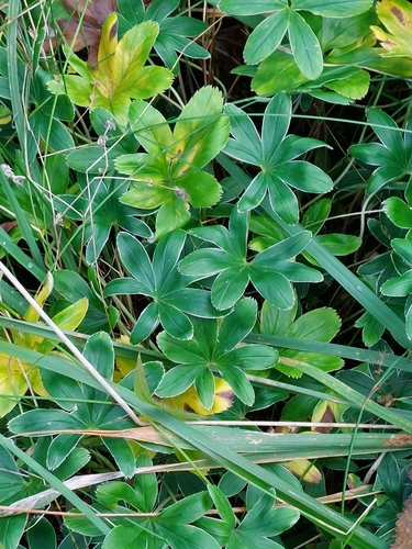 Alchemilla conjuncta (Silver Lady's Mantle) (alternate view 4)