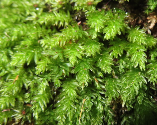 Mnium hornum (Horn Calcareous Moss)