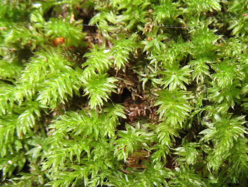Mnium hornum (Horn Calcareous Moss)