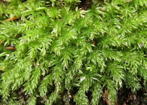 Mnium hornum (Horn Calcareous Moss)