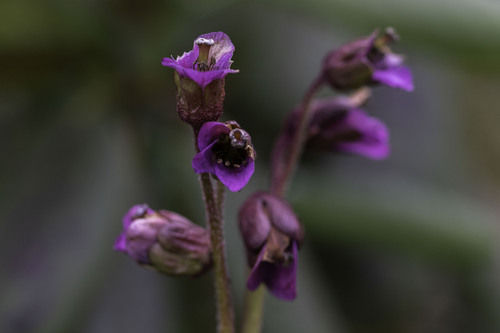 Bergenia purpurascens (alternate view 6)