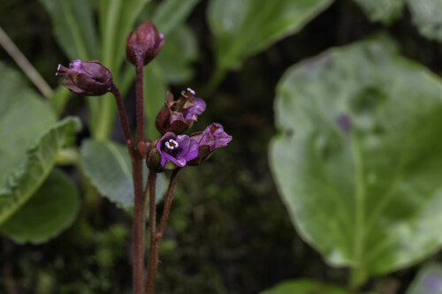 Bergenia purpurascens (alternate view 7)