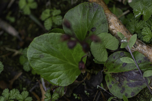 Bergenia purpurascens (alternate view 8)