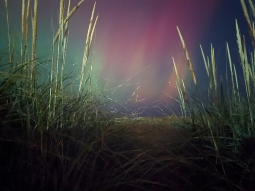 Calamagrostis breviligulata (American marram grass)