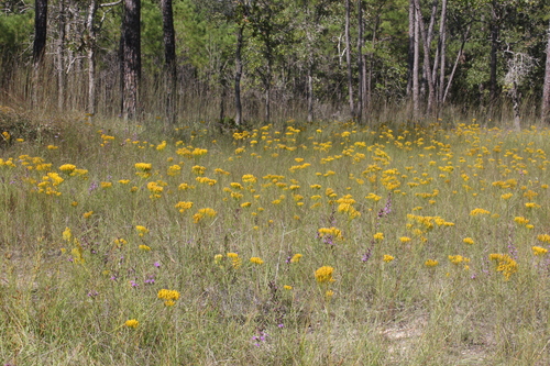 Bigelowia nuttallii (Nuttall's Rayless Goldenrod)
