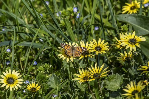 Arctotheca calendula (Capeweed) (alternate view 6)