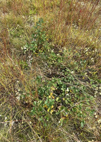Rubus cuneifolius (sand blackberry) (alternate view 2)
