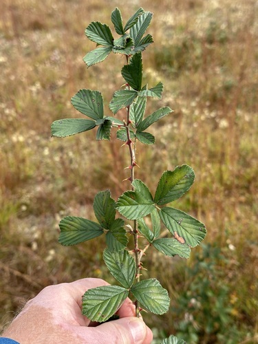 Rubus cuneifolius (sand blackberry)