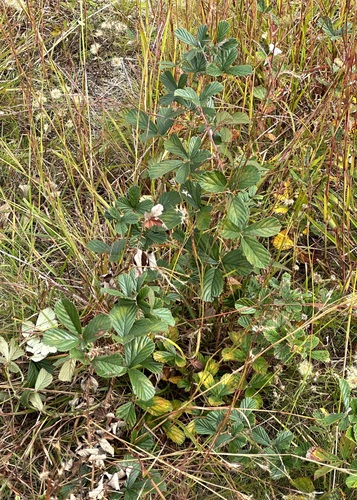 Rubus cuneifolius (sand blackberry) (alternate view 3)