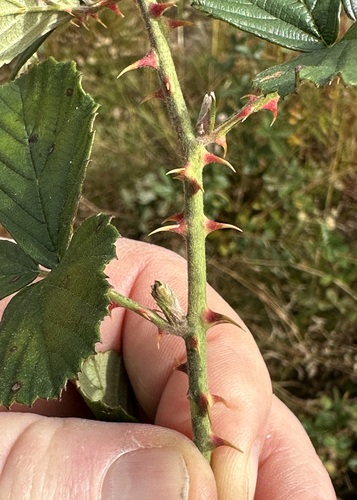 Rubus cuneifolius (sand blackberry) (alternate view 4)