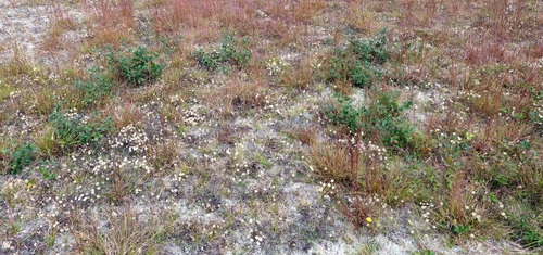Rubus cuneifolius (sand blackberry) (alternate view 5)