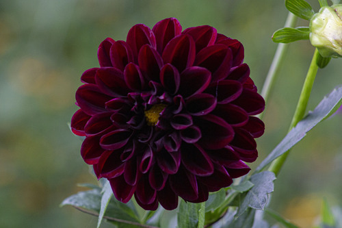 Dahlia pinnata (Garden Dahlia)