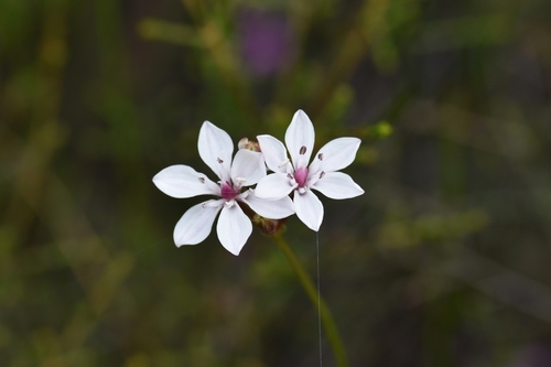 Burchardia umbellata (Milkmaids) (alternate view 6)