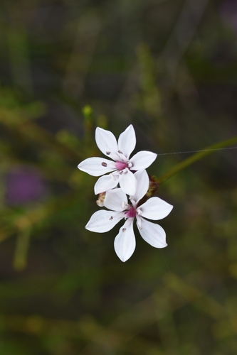 Burchardia umbellata (Milkmaids) (alternate view 7)