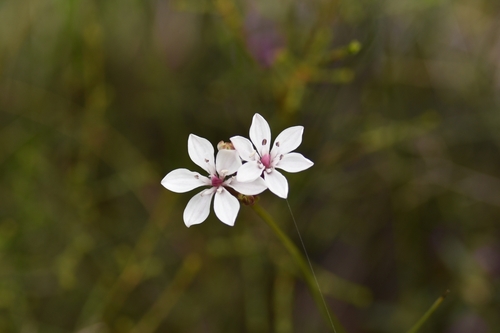 Burchardia umbellata (Milkmaids) (alternate view 8)
