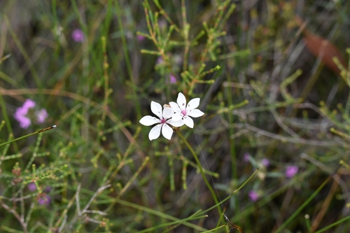 Burchardia umbellata (Milkmaids) (alternate view 9)