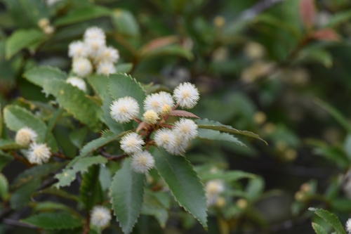 Callicoma serratifolia (Callicoma) (alternate view 3)