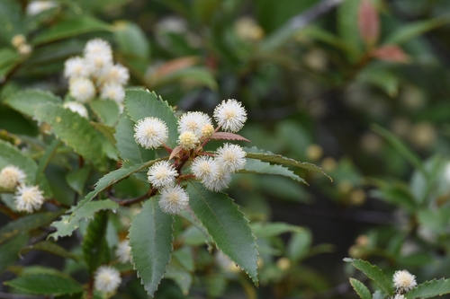 Callicoma serratifolia (Callicoma) (alternate view 4)