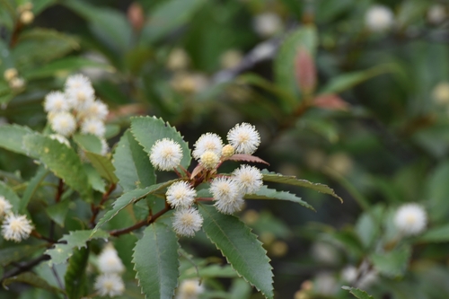 Callicoma serratifolia (Callicoma) (alternate view 5)