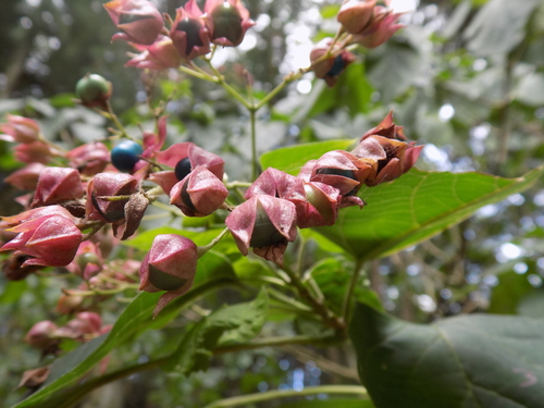 Clerodendrum trichotomum (harlequin glorybower) (alternate view 11)