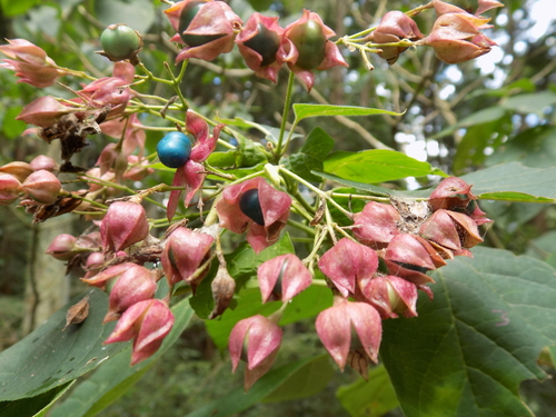 Clerodendrum trichotomum (harlequin glorybower) (alternate view 12)
