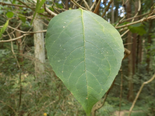 Clerodendrum trichotomum (harlequin glorybower) (alternate view 13)