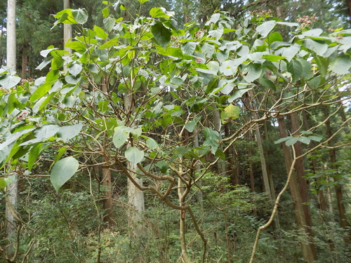 Clerodendrum trichotomum (harlequin glorybower) (alternate view 14)