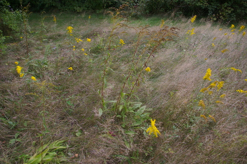 Solidago juncea (early goldenrod) (alternate view 4)