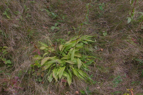 Solidago juncea (early goldenrod) (alternate view 5)