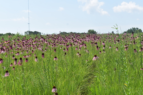 Echinacea pallida (Pale Purple Coneflower)