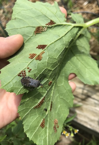 Anasa tristis (Squash Bug) (alternate view 2)