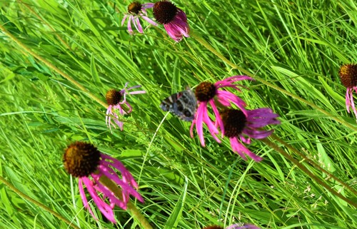 Echinacea pallida (Pale Purple Coneflower)