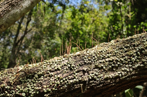 Peperomia prostrata (String of Turtles)