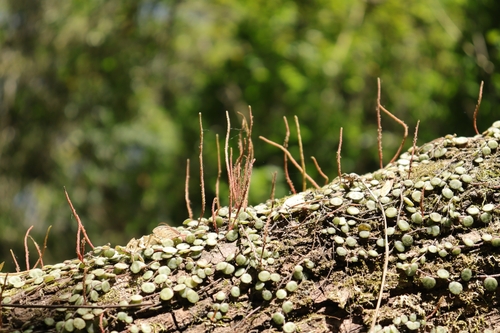 Peperomia prostrata (String of Turtles) (alternate view 2)