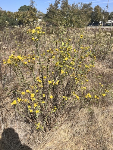 Isocoma menziesii (Coastal Goldenbush) (alternate view 9)