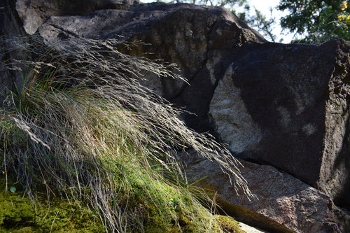 Deschampsia cespitosa (tufted hairgrass)