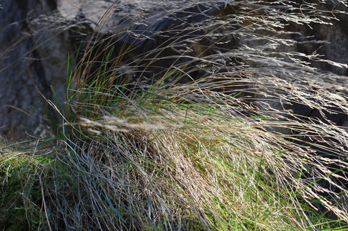 Deschampsia cespitosa (tufted hairgrass) (alternate view 2)