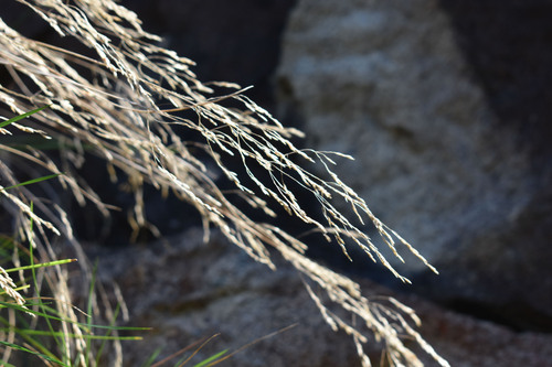 Deschampsia cespitosa (tufted hairgrass) (alternate view 3)