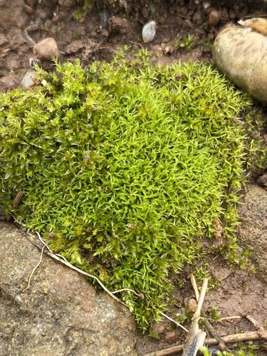 Barbula unguiculata (Bird's-Claw Beard-Moss)